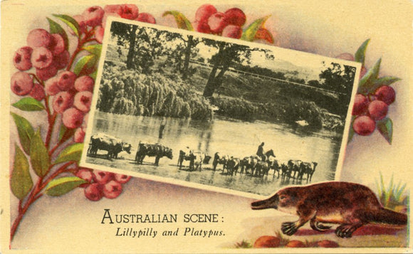 Australian Scene: Lillypilly and Platypus [Postcard]
