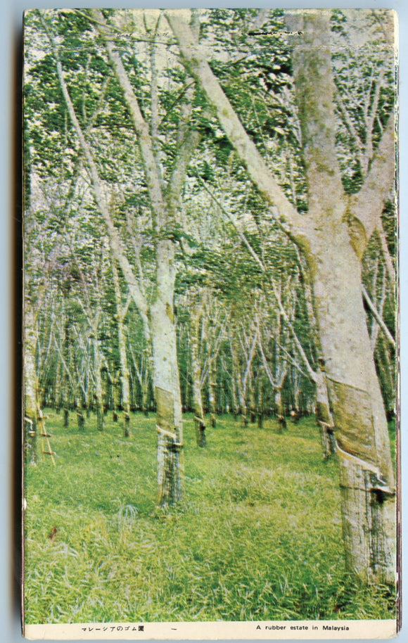 Rubber Processing by a Smallholder, Souvenir Folder [Postcard]