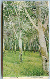 Rubber Processing by a Smallholder, Souvenir Folder [Postcard]