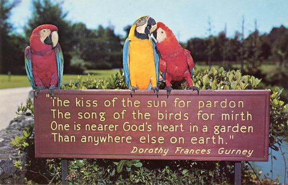 A Scene at Busch Gardens, Tampa, FL [Postcard]