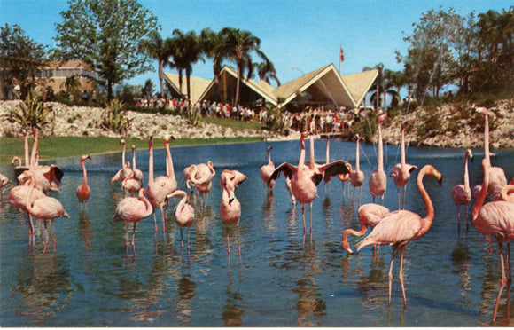 Busch Gardens, Tampa, FL [Postcard]