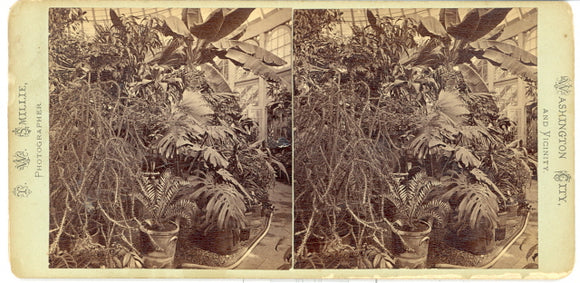 President's House Conservatory - Carey's Emporium