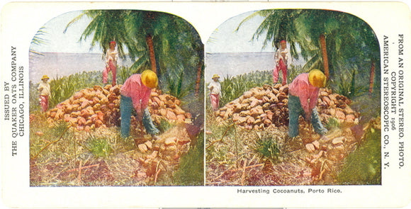 Harvesting Cocoanuts, Puerto Rico - Carey's Emporium
