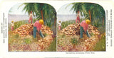 Harvesting Cocoanuts, Puerto Rico - Carey's Emporium