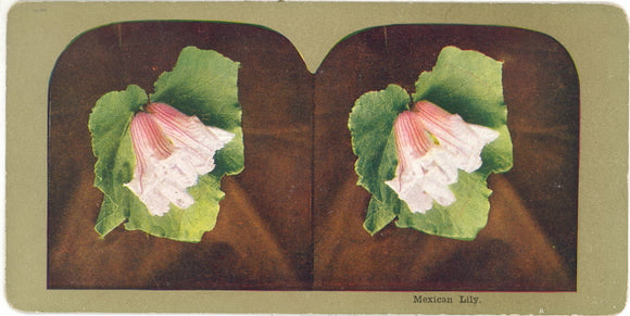 Mexican Lily - Carey's Emporium